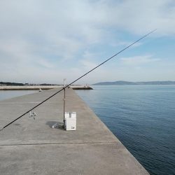 活性が上がらない播磨新島周辺のキス