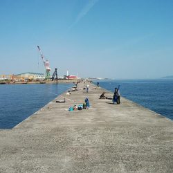 播磨新島のキス調査