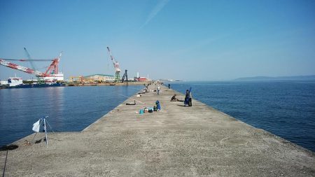 播磨新島のキス調査