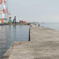 播磨新島のキス調査