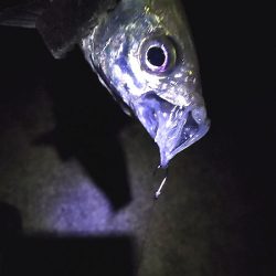 良いアジが釣れました。