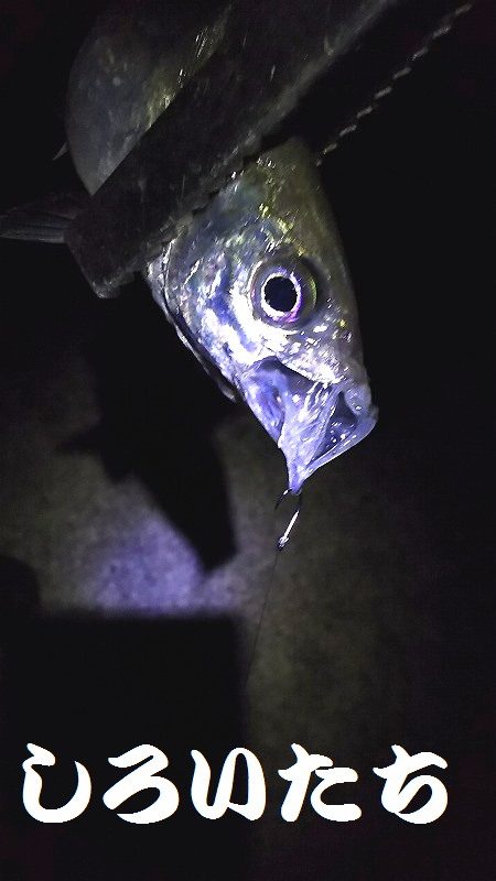 良いアジが釣れました。