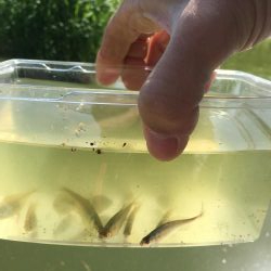 暴風のタナゴ釣り