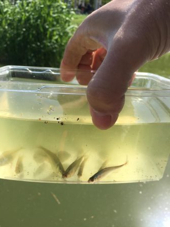 暴風のタナゴ釣り