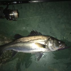 リベンジバチ抜け！