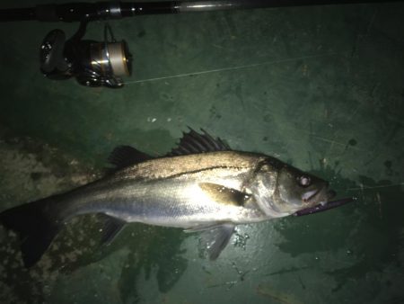 リベンジバチ抜け！