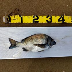 100均メタルバイブで60オーバー