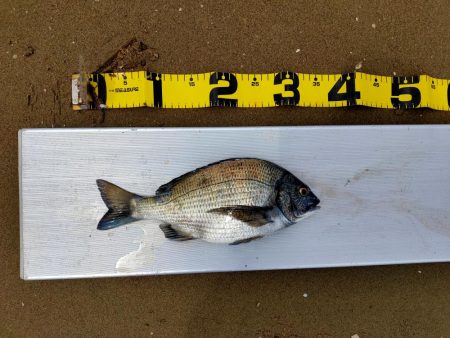 100均メタルバイブで60オーバー