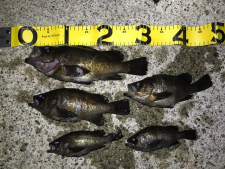 フロートにて尺メバル