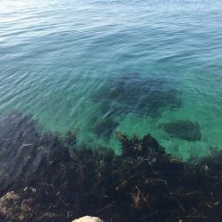 やっぱり尺越えは一匹でした