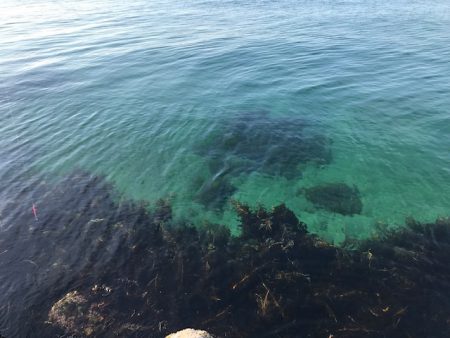 やっぱり尺越えは一匹でした