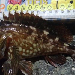 釣りデビュー　118日目