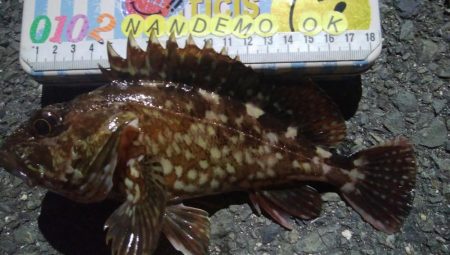 釣りデビュー　118日目