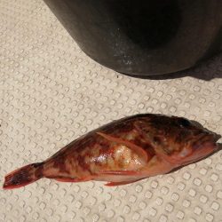 今季初カレイ釣り