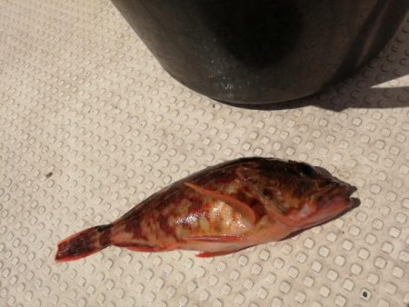 今季初カレイ釣り