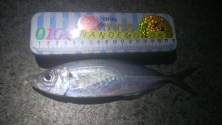 釣りデビュー　124日目