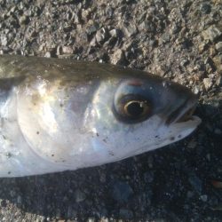 釣りデビュー　125日目