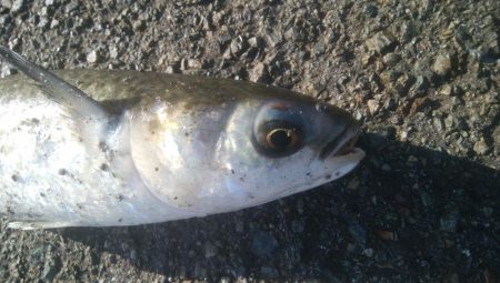 釣りデビュー　125日目