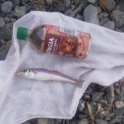 鯉川でのキス釣り