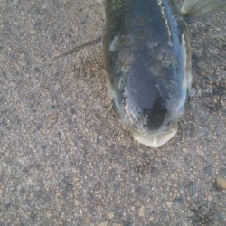 釣りデビュー　126日目