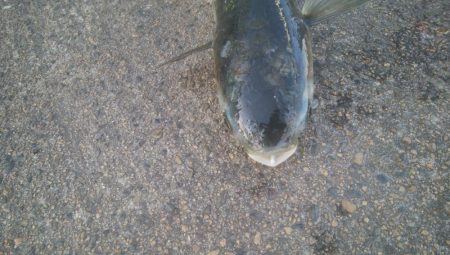 釣りデビュー　126日目