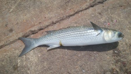 釣りデビュー　130日目