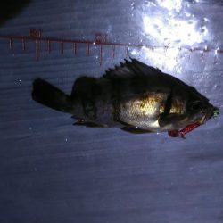 パワーイソメ無双