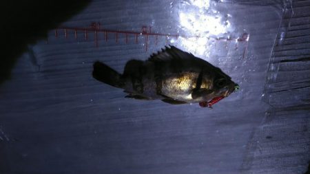 パワーイソメ無双