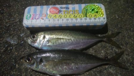 釣りデビュー　131日目