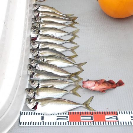 SOUTH釣果　欲張りプラン