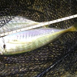 雨上がりのメバルスプーニング&アジ