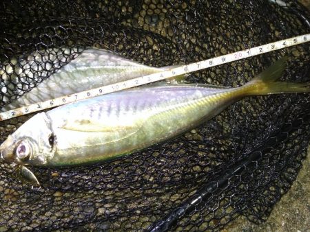 雨上がりのメバルスプーニング&アジ