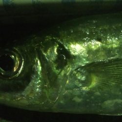 釣りデビュー　132日目