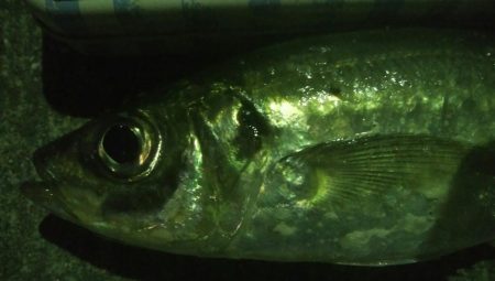 釣りデビュー　132日目