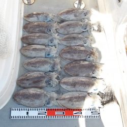 SOUTH釣果 欲張りプラン