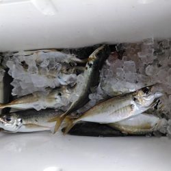 アジ・・・バラシ一回・・