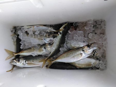 アジ・・・バラシ一回・・