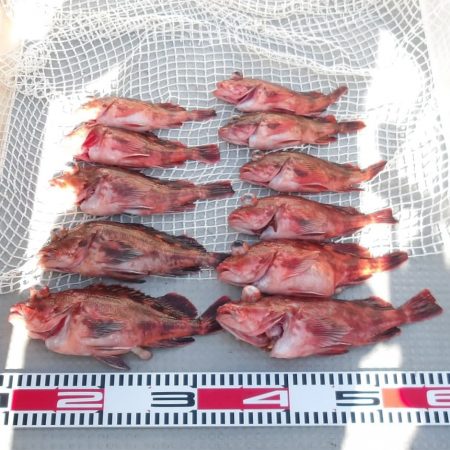 SOUTH釣果 欲張りプラン