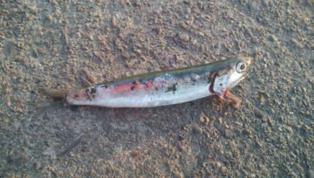 釣りデビュー　135日目