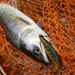 放流あったみたいです