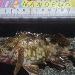 釣りデビュー　139日目