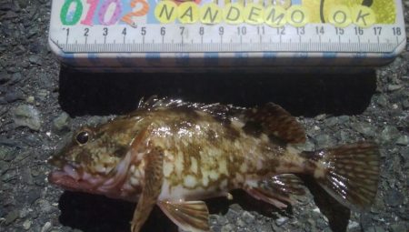 釣りデビュー　139日目