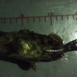 突風メバリング