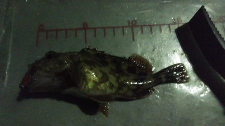 突風メバリング