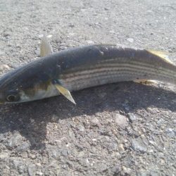 釣りデビュー　140日目