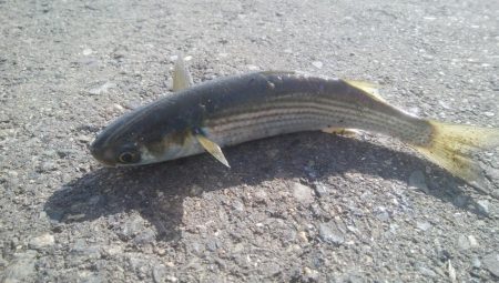 釣りデビュー　140日目