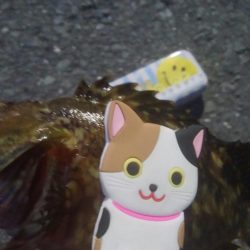 釣りデビュー　141日目