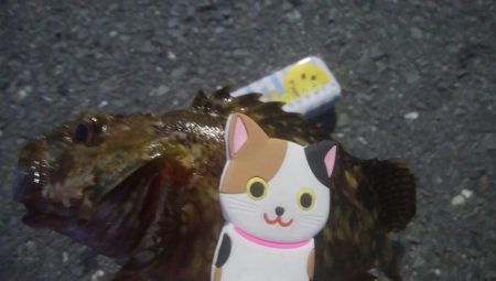 釣りデビュー　141日目