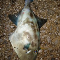 アジ少し安定？