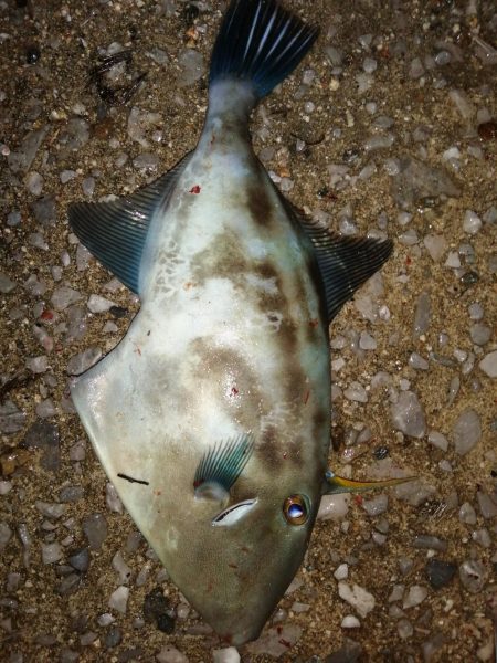 アジ少し安定？